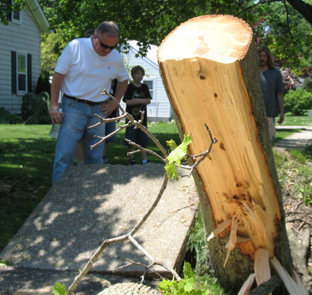 The roots of a fallen oak tree pried a sidewalk tile out of place during the storm.