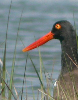 Among the natural history presentations at this year's conference are an update on American oystercatcher and other shorebird conservation efforts including tern research at Great Gull Island. MIKE BOTTINI