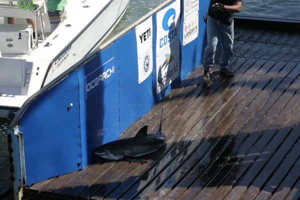 The crew and scientists of Ocearch caught a juvenile white shark on Thursday morning