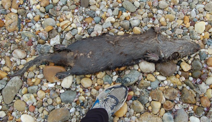 A 42-inch-long female river otter washed ashore last week near Maidstone Park
