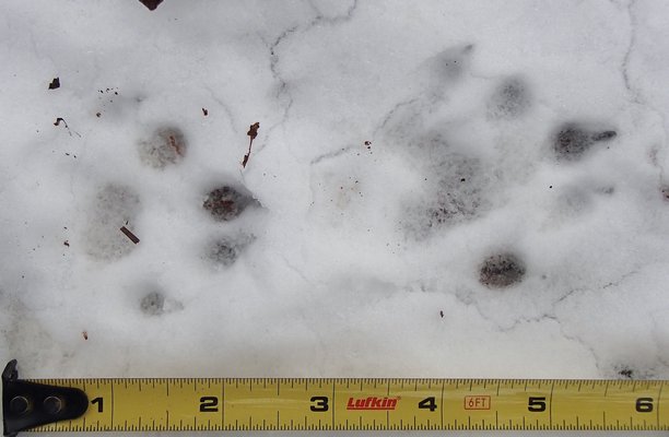 Perfect otter tracks showing five toes on each foot (from left to right): front right foot and hind right foot. MIKE BOTTINI