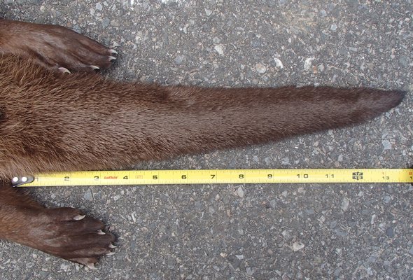 Among the otter’s adaptations for swimming are its webbed feet (right hind shown) and unusual tail. MIKE BOTTINI