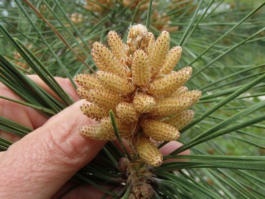 Pitch pines release pollen from male staminate cones. MIKE BOTTINI