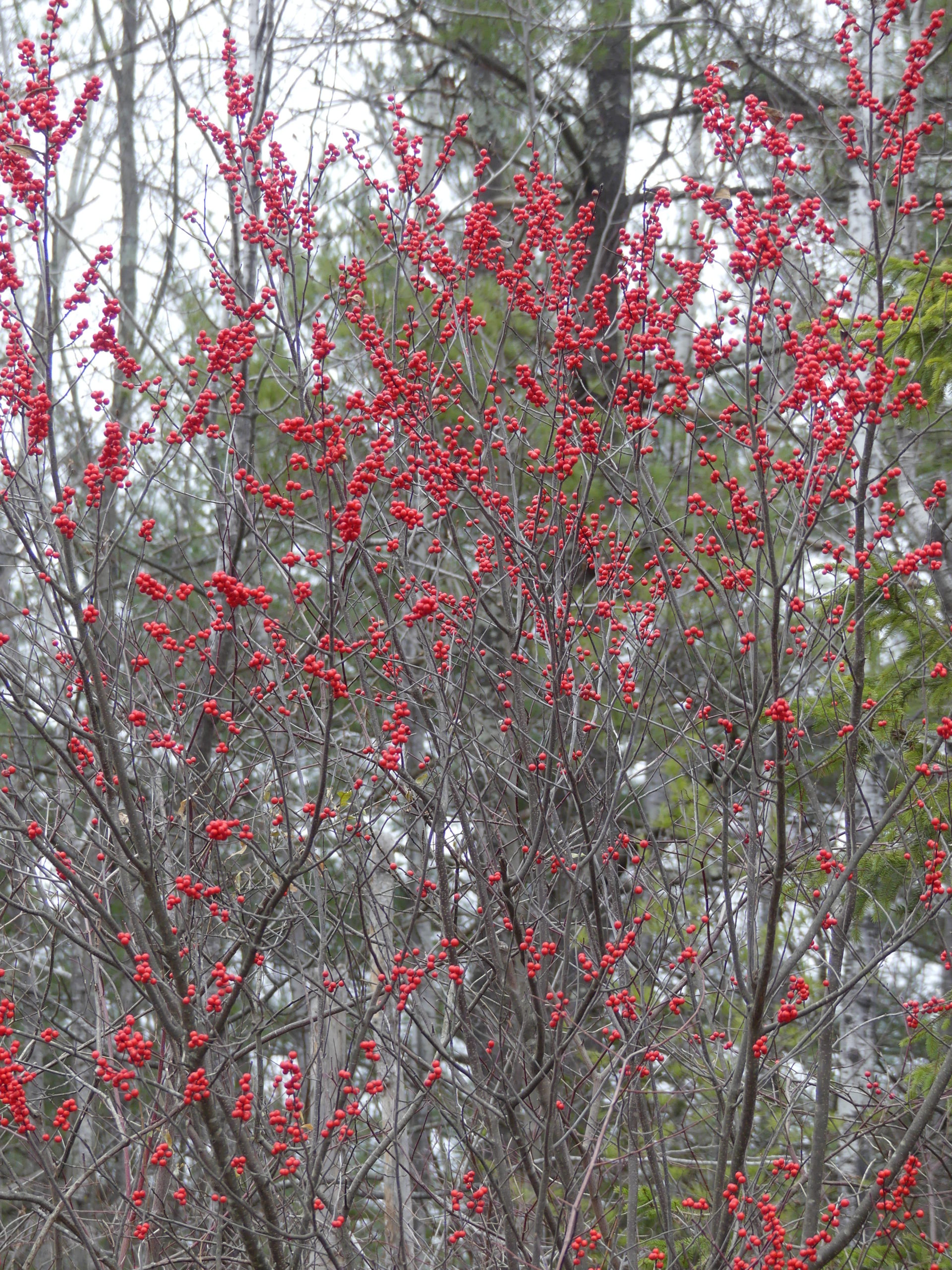 The native Ilex verticillata, or common winterberry, can be confused with the bittersweet, but the winterberry’s fruits are a bright red and born on stems, not vines. This shrub or small tree can grow up to 14 feet tall. The winterberry prefers wet soils while the bittersweet isn’t that choosy. Both live at the edge of the woods.