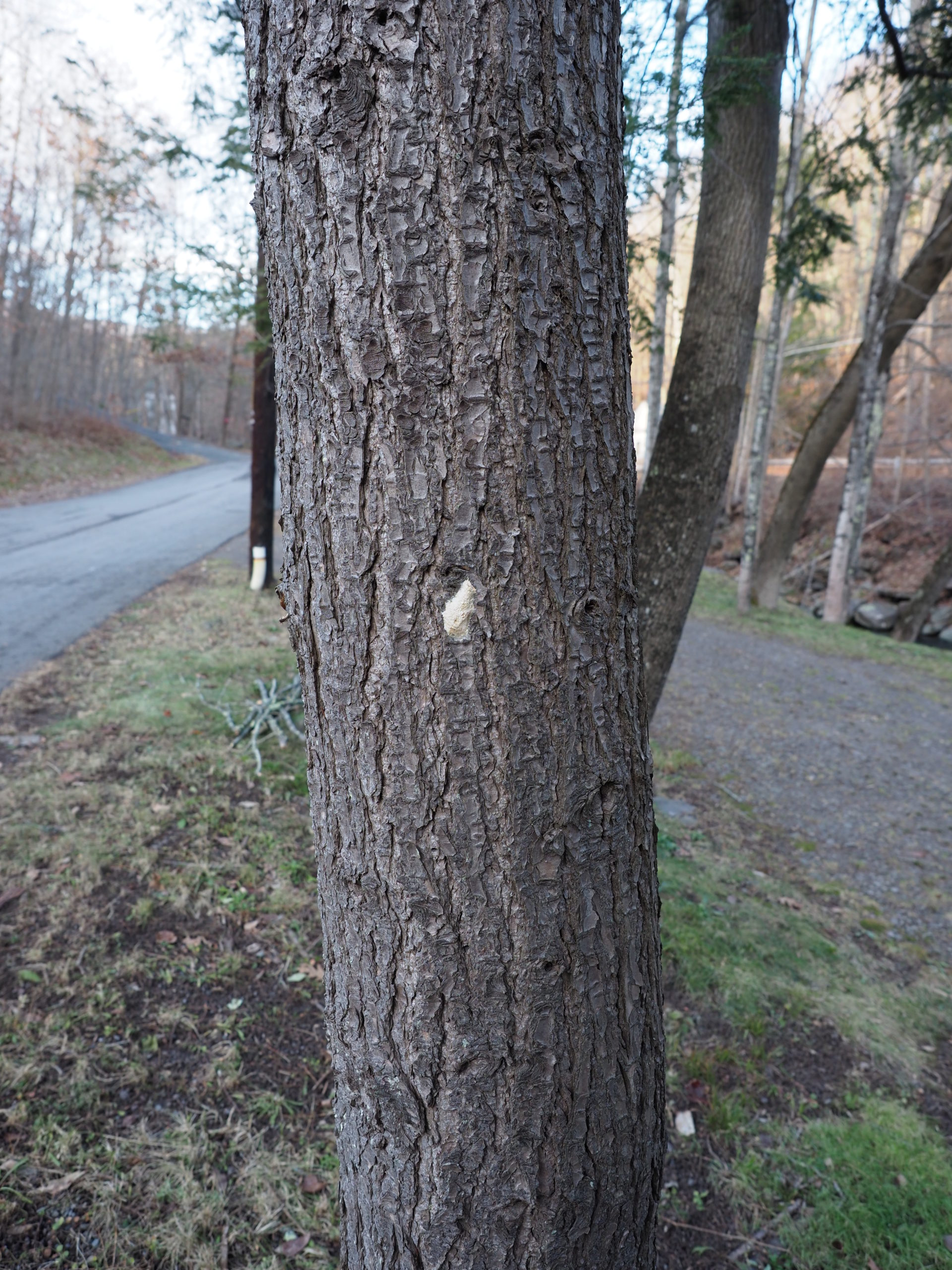 From a distance of only 5 feet, the gypsy moth egg mass (dead center on the hemlock truck) could be easily overlooked by most home and property owners.