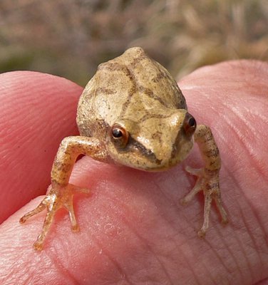 Spring peepers are calling from their breeding ponds. MIKE BOTTINI
