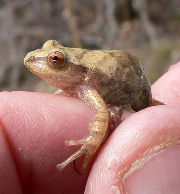 Spring peepers are calling from flooded swamps