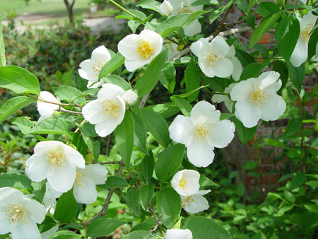  also known as laurel