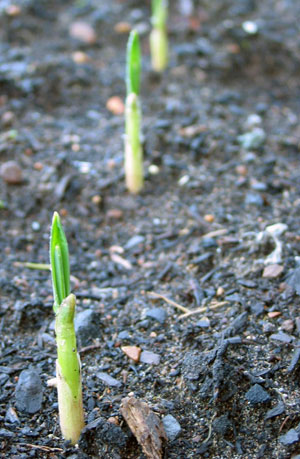 Garlic shoots.