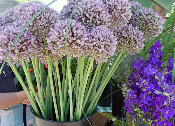 Elephant garlic flowers.