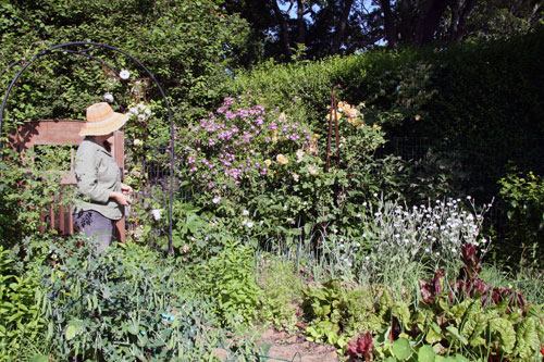 Richard and Elaine have a lush herb garden on their property.
