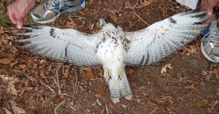 This young-of-the-year red-tailed hawk died after colliding into a window in Springs. MIKE BOTTINI