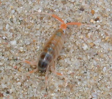  a northern species that until the early 1900s only nested on the coasts of Quebec