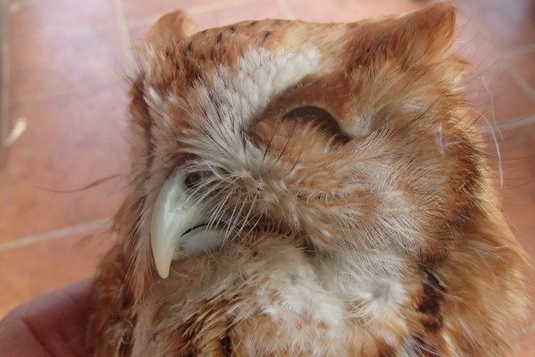 This Eastern screech owl was found on Montauk Highway near Southampton College
