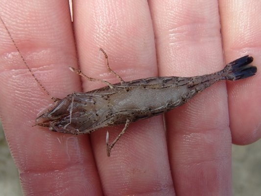 A female sand shrimp with her gray-colored eggs. Some of the shrimp caught measured nearly three inches in length. MIKE BOTTINI