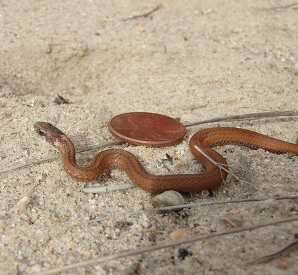 This small snake grows up to one foot in length. MIKE BOTTINI