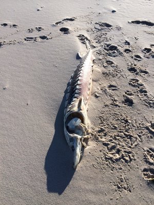 A sturgeon that washed ashore on the beach in Southampton Village. FLORRIE MORRISEY