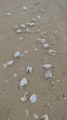 Surf clams have been washing ashore all spring