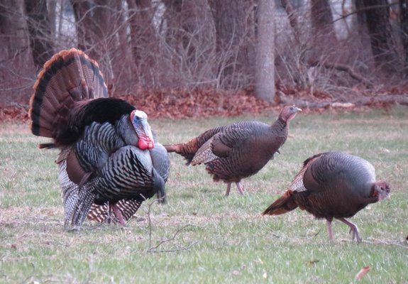 Male turkeys have been heard in the early morning