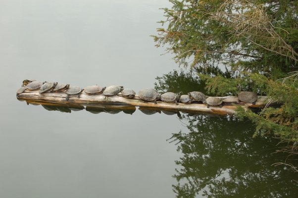 Red-eared sliders take advantage of a warm