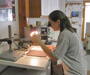 Cultivated algae for nourishing broodstock