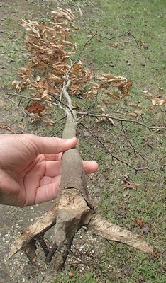 What gnawed the roots off this 8-foot-tall beech sapling and killed it?