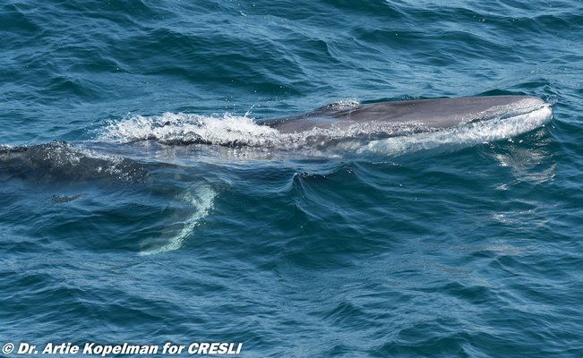  consider a whale watch out of Montauk this month. DR. ARTIE KOPELMAN