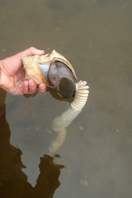 Knobbed whelk nearly finished with laying her string of egg cases. MIKE BOTTINI