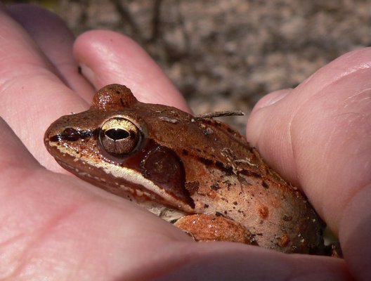Wood frogs are calling from their breeding ponds. MIKE BOTTINI