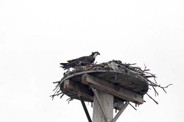An osprey on the nest in Sag Harbor.  DANA SHAW