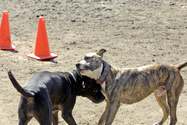 Pit bulls work off energy and socialize during 