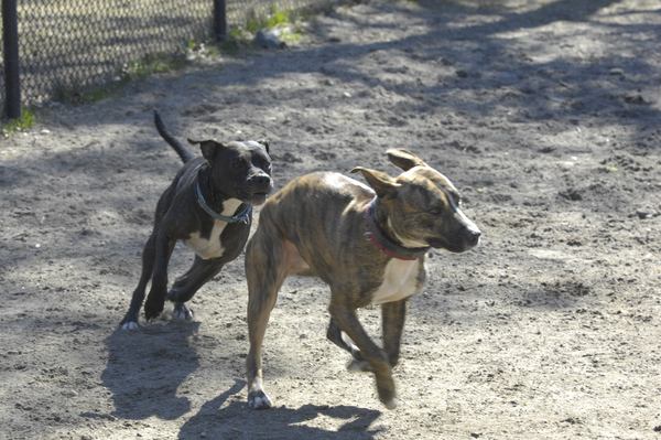 Pit bulls work off energy and socialize during 