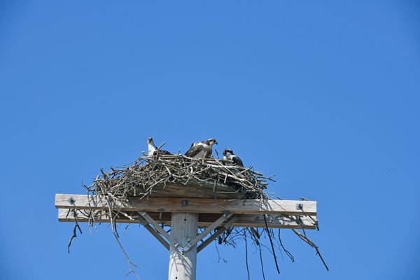 An osprey family in Sag Harbor.  DANA SHAW