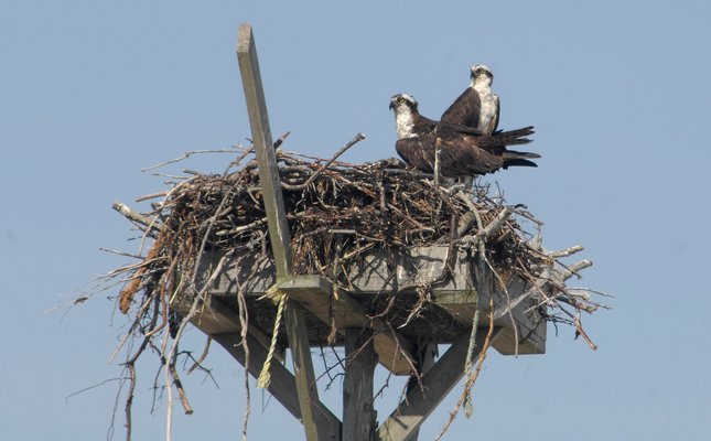 Osprey are back! Join local conservationists this month to help repair their damaged nesting structures.  DANA SHAW