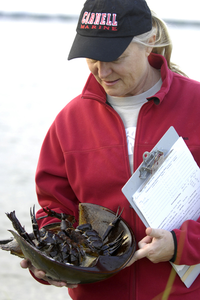 Gina Cappiello shows the volunteers that horseshoe crabs are harmless and will not bite or sting.   DANA SHAW