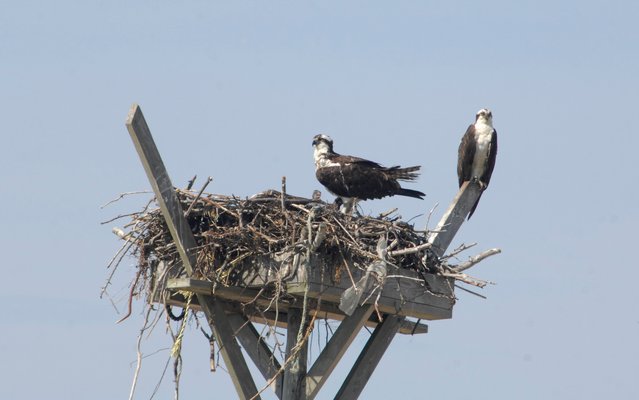 A pair of osprey and their chicks in Hampton Bays. DANA SHAW