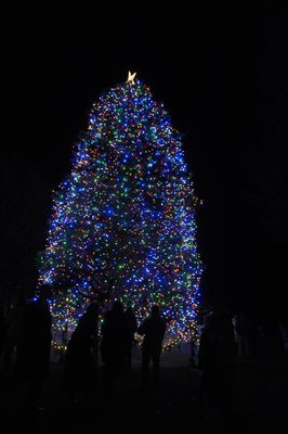 The tree in Agawam Park is lit.