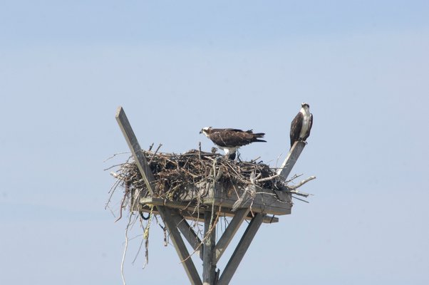 A pair of osprey and their chicks in Hampton Bays. DANA SHAW