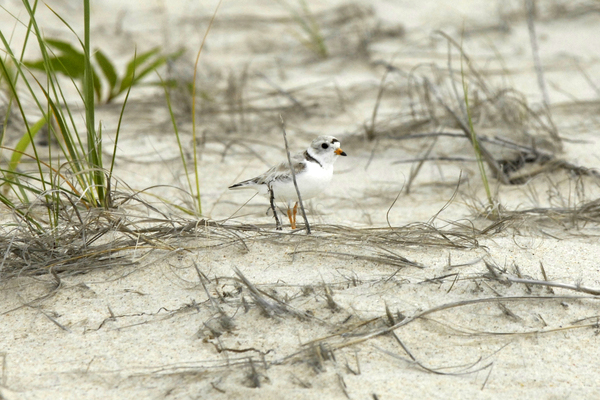  buried a Plover nest near Dune Beach in Southampton Village.  DANA SHAW