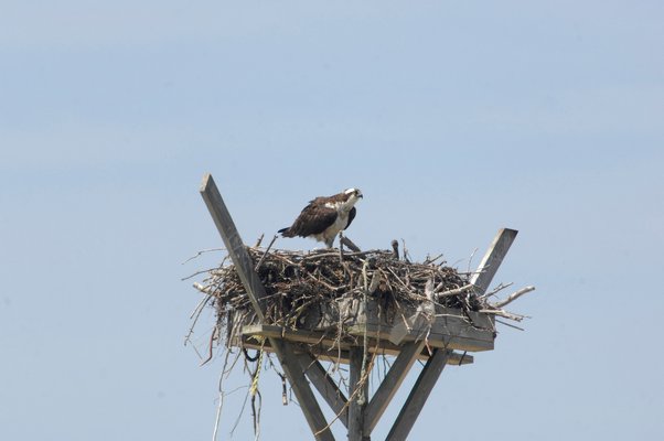 A pair of osprey and their chicks in Hampton Bays. DAN