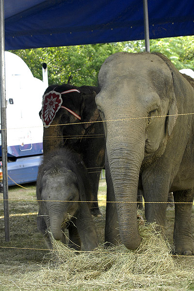 Elephants at the Cole Brothers Circus prior to a show.  DANA SHAW