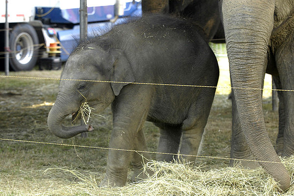 Elephants at the Cole Brothers Circus prior to a show.  DANA SHAW