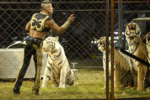 Jurgen Nerger performs with his Bengal tigers on Monday evening.  DANA SHAW
