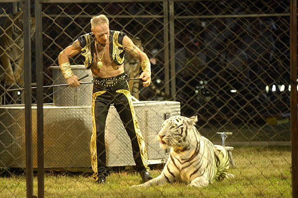 Jurgen Nerger performs with his Bengal tigers on Monday evening.  DANA SHAW