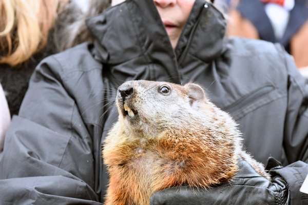 Brian the groundhog predicts and early spring at the Quogue Library on Friday morning. DANA SHAW