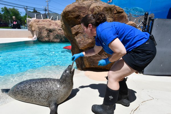  a 25-year-old harbor seal.   DANA SHAW