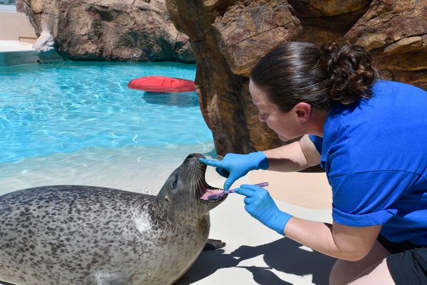  a 25-year-old harbor seal. DANA SHAW