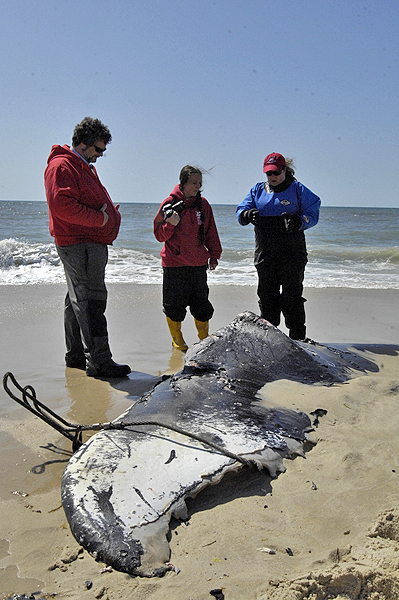 The humpback whale that washed ashore last week is moved out of the water on Thursday