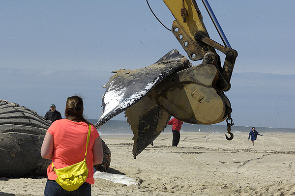 The fluke of the humpback whale was pulled off while it was being moved onto the beach on Thursday