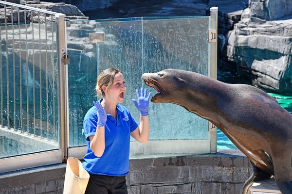 Candyce Paparo brushes Buoy's teeth at the Long Island Aquarium and Exhibition Center on Thursday